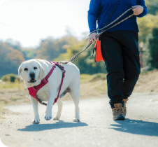 お散歩代行