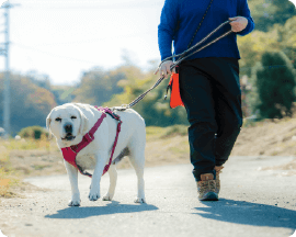お散歩代行