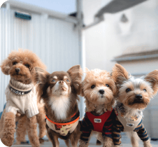 パピーおともだち会