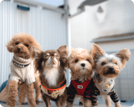 パピーおともだち会