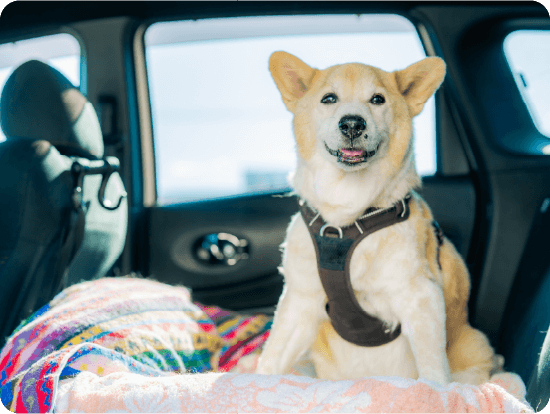 動物病院受診代行の様子01