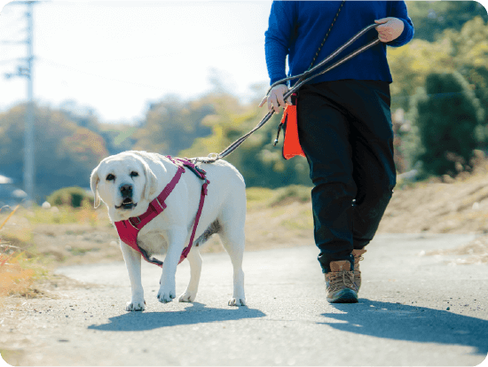 お散歩代行の様子01