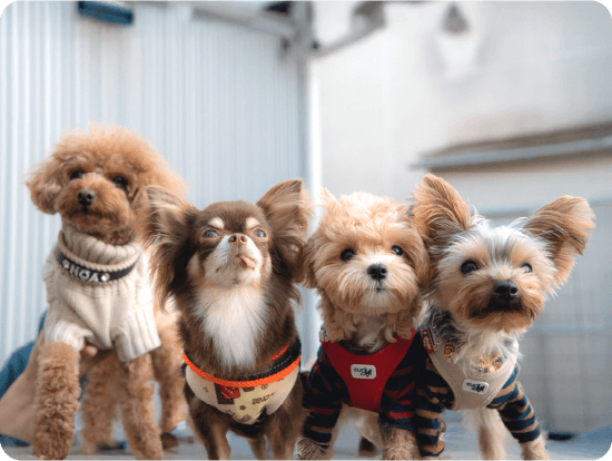 パピーおともだち会の様子01