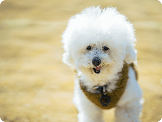 パピーおともだち会の様子03